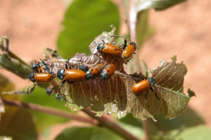 PISTACHO - CLITRA, GALERUCA O ESCARABAJILLO (Labidostomis lusitanica Germar.)