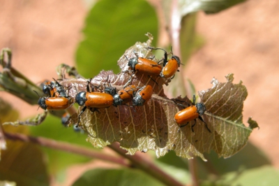 PISTACHO - CLITRA, GALERUCA O ESCARABAJILLO (Labidostomis lusitanica Germar.)