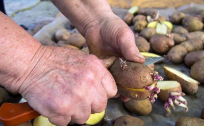 PATATA DE SIEMBRA