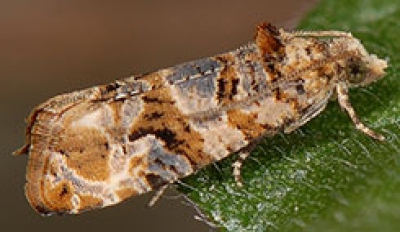 Polilla del Racimo en Viña