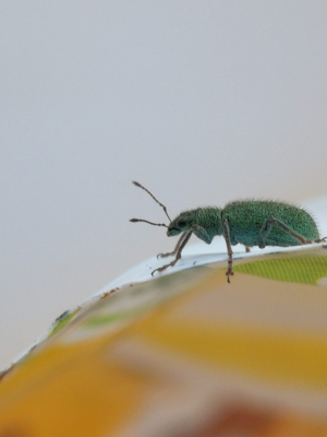 GORGOJO DE LAS ORTIGAS