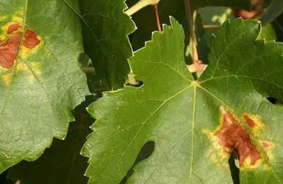 ARAÑA AMARILLA COMÚN