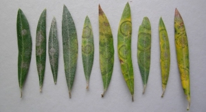 OLIVAR - REPILO (Fusicladium oleagineum = Spilocaea oleagina Fries).