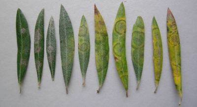 OLIVAR - REPILO (Fusicladium oleagineum = Spilocaea oleagina Fries).