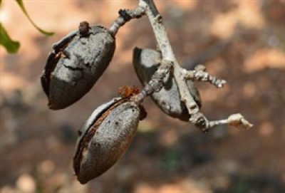 Avispilla del Almendro - Frutos Momificados