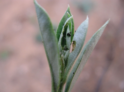 OLIVAR - POLILLA DEL JAZMIN O GLIFODES (Margaronia unionalis)