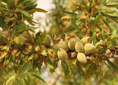 Mancha ocre BODEGAS DAIMIEL