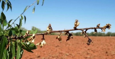 ALMENDRO - MONILIA (Monilinia spp)